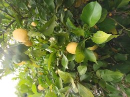 Cultivez-vous un citronnier ?