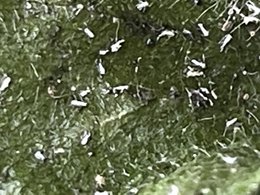 Fraisiers: feuilles collantes couvertes de points blancs