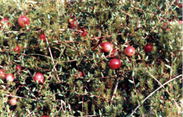 Canneberge - Vaccinium oxycoccos