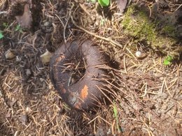 Est-ce un champignon ou quoi d'autre ?