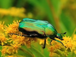 Hannetons dans mon terreau