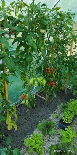 Sauvé mes tomates