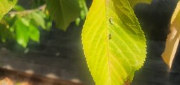 Cerisier mirobond et invasion d'insectes étranges