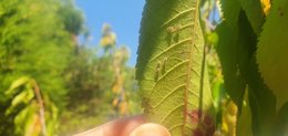 Cerisier mirobond et invasion d'insectes étranges