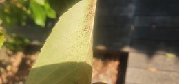 Cerisier mirobond et invasion d'insectes étranges