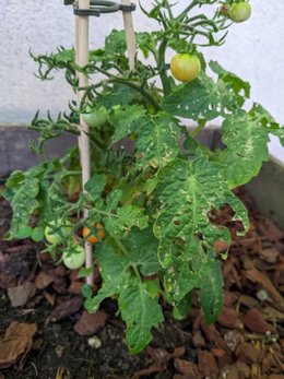 Maladie sur feuilles concombre et tomates cerises