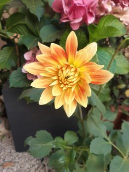 dahlia et forte chaleur ???