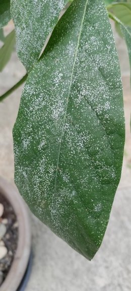 Tâches blanches sur avocatier