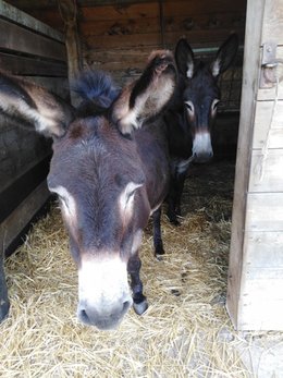 Au  petit coucou amical