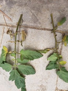 Tomates : feuilles desséchées