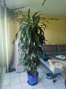 Dracaena - feuilles blanchissent