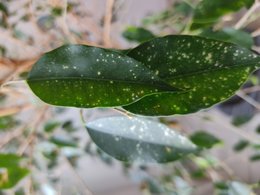 Ficus malade ou infecté