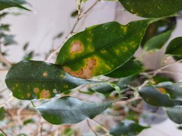 Ficus malade ou infecté