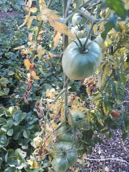 Tomates : feuilles jaune