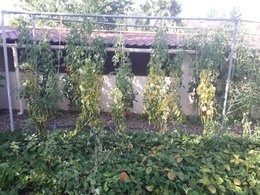 Tomates : feuilles jaune