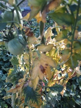 Tomates : feuilles jaune