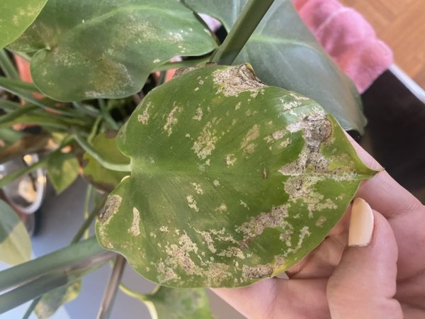 SOS Monstera Maladie Parasite Forum Jardinage SOS Monstera Maladie Parasite Forum Jardinage