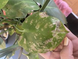 SOS Monstera : maladie, parasite ?