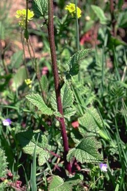 qu'est ce qui pousse dans mon jardin