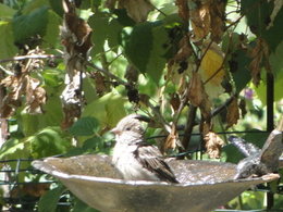 Les bébêtes de mon jardin et d'ailleurs