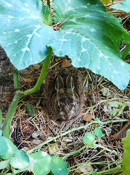 Les hôtes de notre Jardin