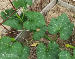 Taille courge