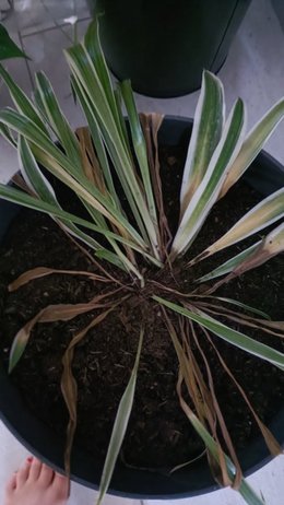 SOS Chlorophytum