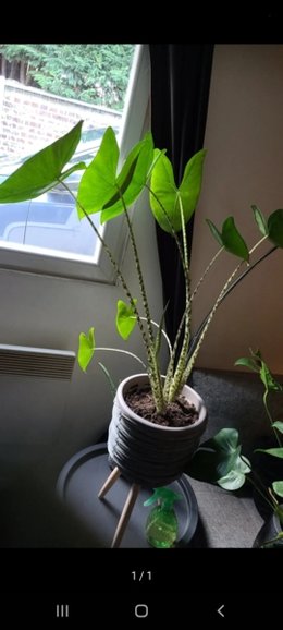 Alocasia Zebrina