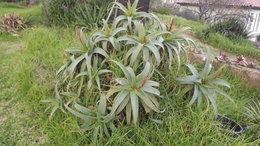 Aloe Arborescens sans racine