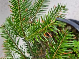 Sapins avec des bandes rouges sur les épines