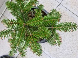 Sapins avec des bandes rouges sur les épines