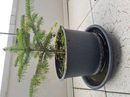 Sapins avec des bandes rouges sur les épines