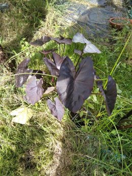 Différence entre les alocasias et les colocasias