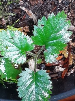 Plante inconnue dans le pot gris