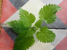 Plante inconnue dans le pot gris