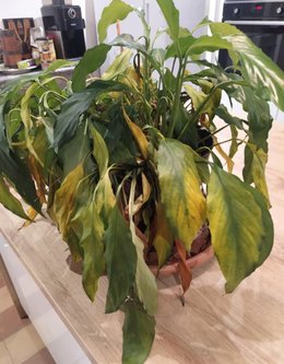 Spathiphyllum moribond