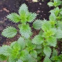 Plante inconnue dans le pot gris