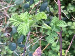 Plante inconnue dans le pot gris