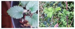 Plante inconnue dans le pot gris