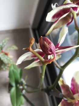 Orchidée qui jaunit sans raison apparente