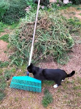 Au  petit coucou amical