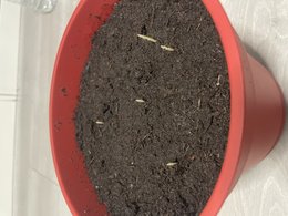 Germination graines palmiers