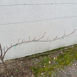 Quetsche espalier