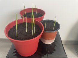 Germination graines palmiers