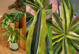 Tâches brunes et jaunes sur Dracaena