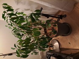 Aidez moi à sauver mon ficus