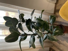 Mon ficus elastica souffre