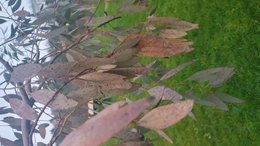 Eucalptus Gunnii qui pourri