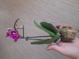 Mini-Orchidée et demande de conseils