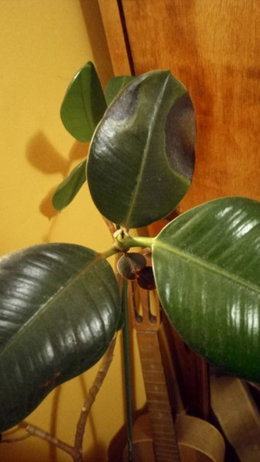 Ficus elastica : taches noires.